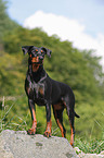 Deutscher Pinscher