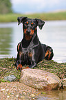 Deutscher Pinscher