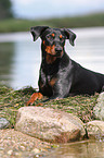 Deutscher Pinscher