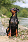 Deutscher Pinscher