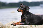 Deutscher Pinscher