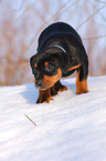 Deutscher Pinscher Welpe