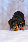 Deutscher Pinscher Welpe