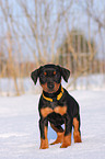 Deutscher Pinscher Welpe