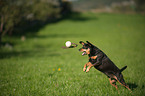 spielender Deutscher Pinscher