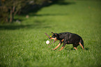 spielender Deutscher Pinscher