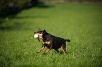 spielender Deutscher Pinscher