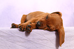 Deutscher Pinscher Welpe