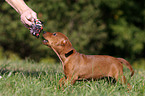 Deutscher Pinscher Welpe