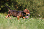 Deutscher Pinscher Welpe