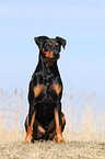 sitzender Deutscher Pinscher