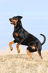 springender Deutscher Pinscher