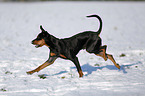 Deutscher Pinscher im Schnee