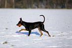 Deutscher Pinscher im Schnee