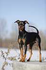 Deutscher Pinscher im Schnee