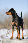 Deutscher Pinscher im Schnee