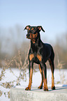 Deutscher Pinscher im Schnee