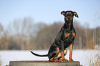 Deutscher Pinscher im Schnee