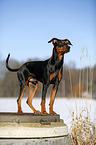 Deutscher Pinscher im Schnee