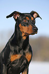 Deutscher Pinscher Portrait