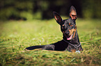 liegender Deutsche Pinscher