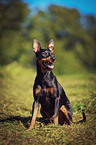 sitzender Deutsche Pinscher