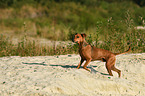 laufender Deutscher Pinscher