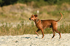 laufender Deutscher Pinscher