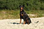 sitzender Deutscher Pinscher