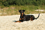 liegender Deutscher Pinscher