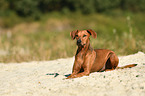 liegender Deutscher Pinscher