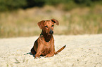 liegender Deutscher Pinscher