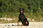 sitzender Deutscher Pinscher