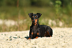 liegender Deutscher Pinscher