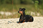 liegender Deutscher Pinscher