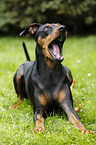 liegender Deutscher Pinscher