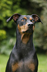 Deutscher Pinscher Portrait