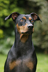 Deutscher Pinscher Portrait