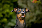 Deutscher Pinscher Portrait