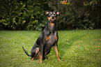 sitzender Deutscher Pinscher