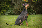 sitzender Deutscher Pinscher