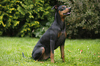 sitzender Deutscher Pinscher