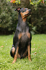 sitzender Deutscher Pinscher