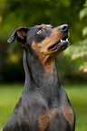 Deutscher Pinscher Portrait