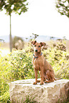 junger Deutscher Pinscher