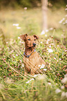 junger Deutscher Pinscher