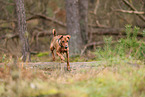 junger Deutscher Pinscher