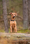 junger Deutscher Pinscher