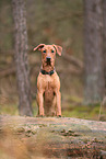 junger Deutscher Pinscher