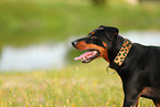 Deutscher Pinscher